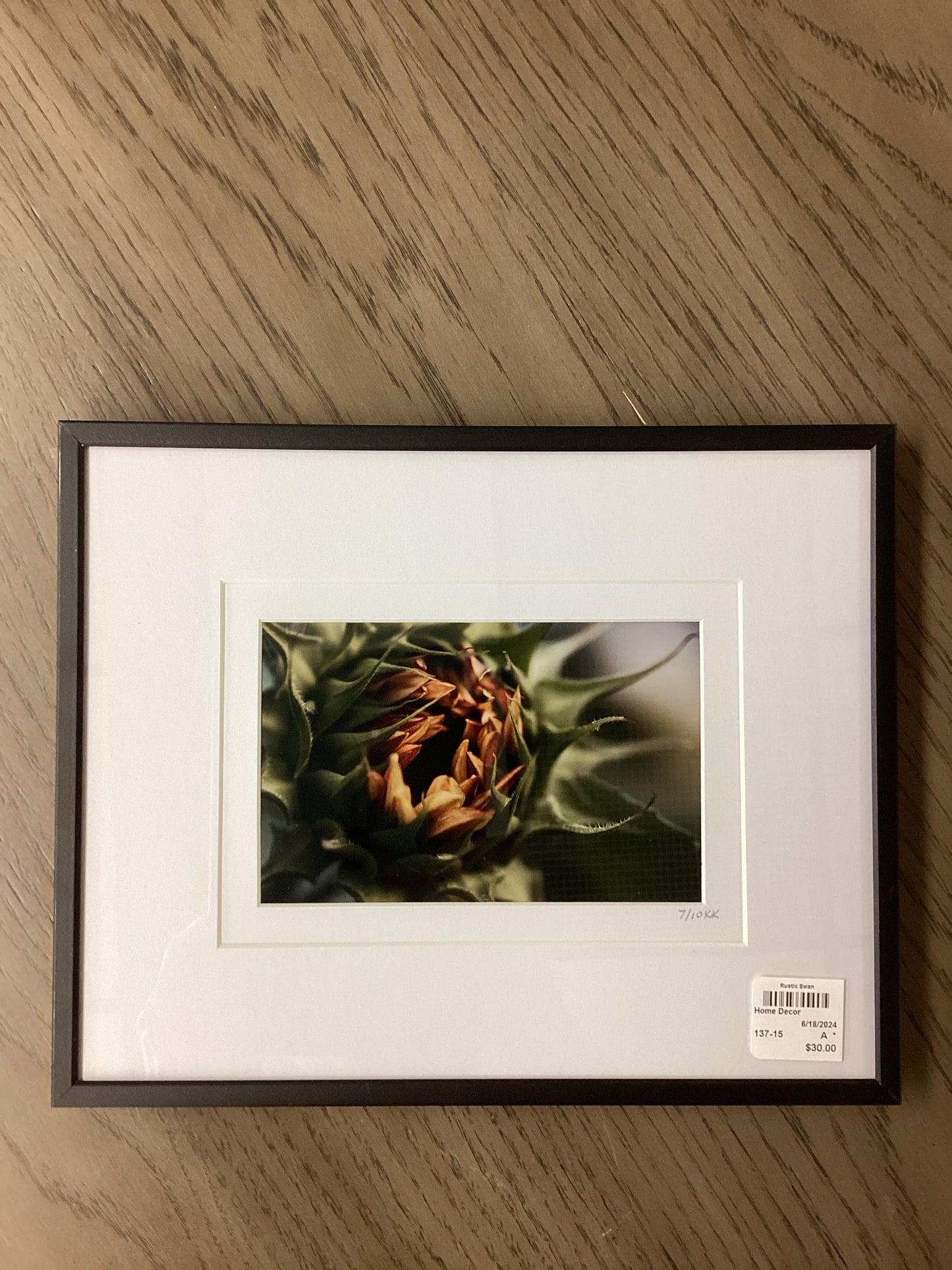 Framed photo Sunflower