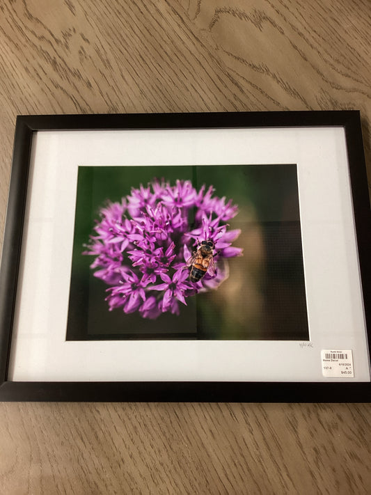 Framed photo Allium w/ bee