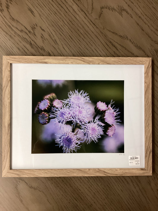 Framed photo Purple flower