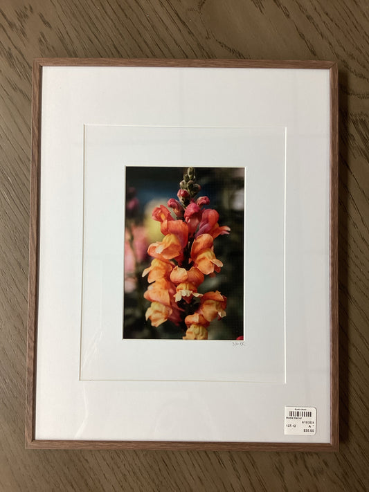 Framed photo Snapdragon